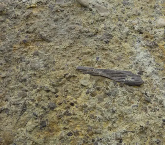 Muschelkalk Bonebed FLOSSENSTACHEL HAI Germanische Trias Würzburg Hybodus