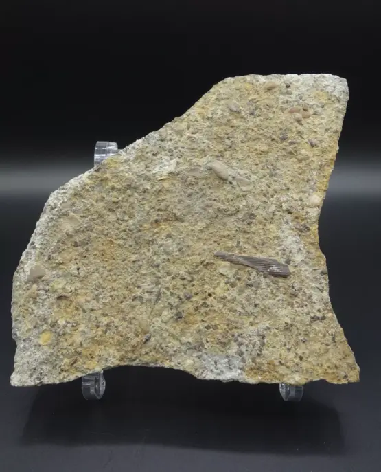 Muschelkalk Bonebed FLOSSENSTACHEL HAI Germanische Trias Würzburg Hybodus – Bild 2