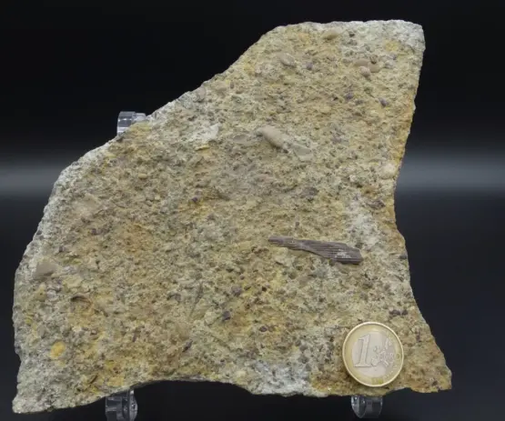 Muschelkalk Bonebed FLOSSENSTACHEL HAI Germanische Trias Würzburg Hybodus – Bild 3