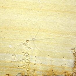 Schlangenstern GEOCOMA CARINATA Solnhofener Plattenkalk Jura Zandt Jurassic Star