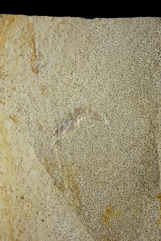 Schwimmkrebs Solnhofen Eichstätt Jura Plattenkalk Jurassic Shrimp Garnele